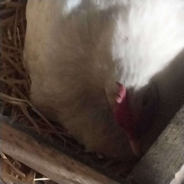 Квочка с цеплятами.