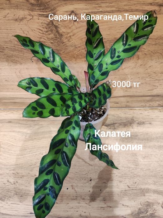 Калатея, Сциндапсус,Нолина,Калла