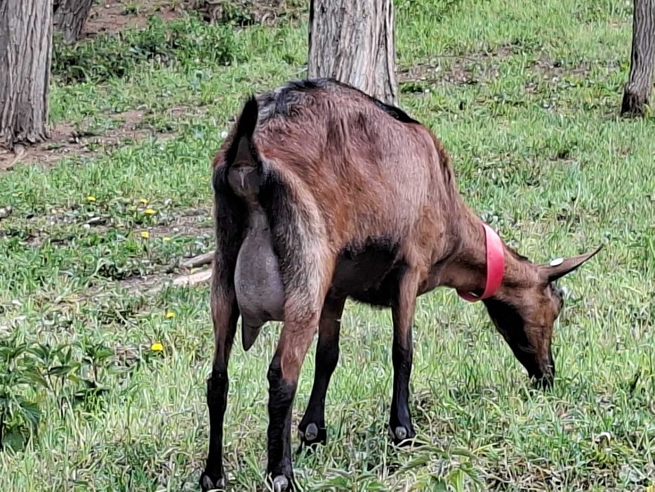 Capre de vanzare