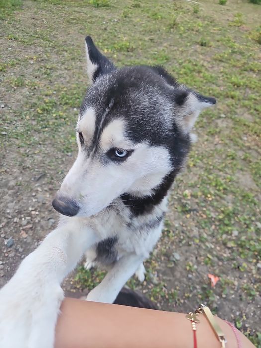 2  Husky Siberian adulți, sănătoși și jucăuși