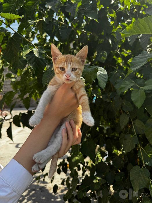 Отдам котят даром в добрые руки