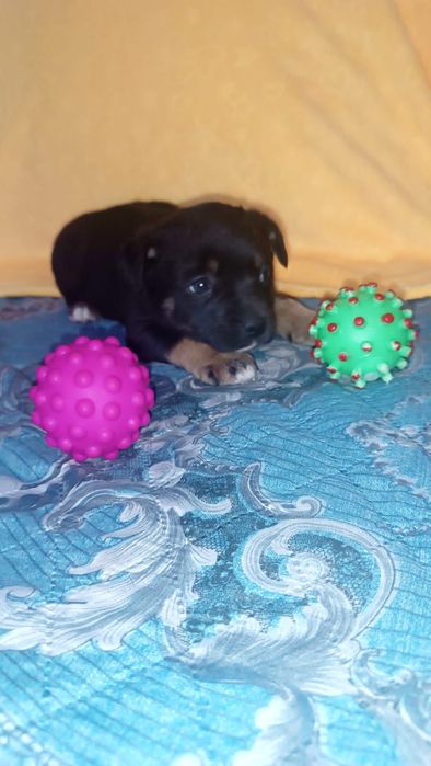 Девочки  щенки ждут хозяина