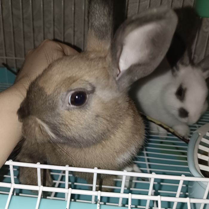 Продам декоротивного кролика.