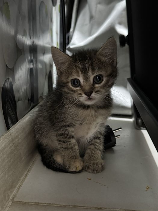 Отдам в добрые руки котят