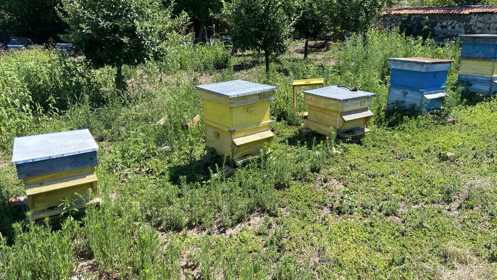Продавам пчелни кошери и пчелни семества