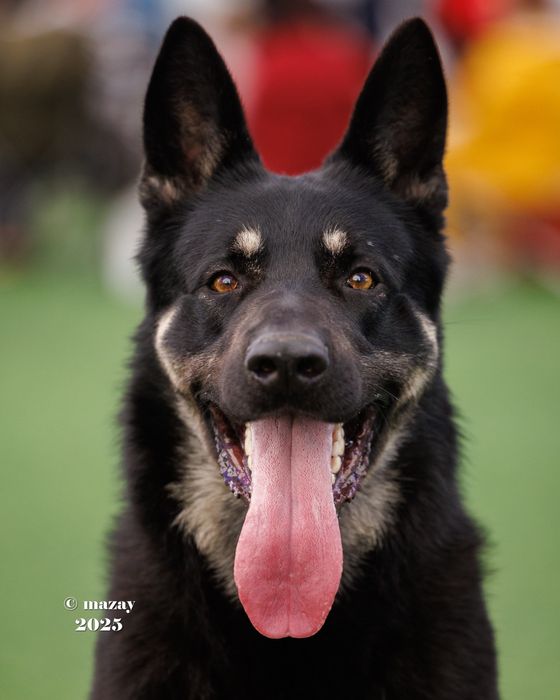 ВЕО вязка кобеля