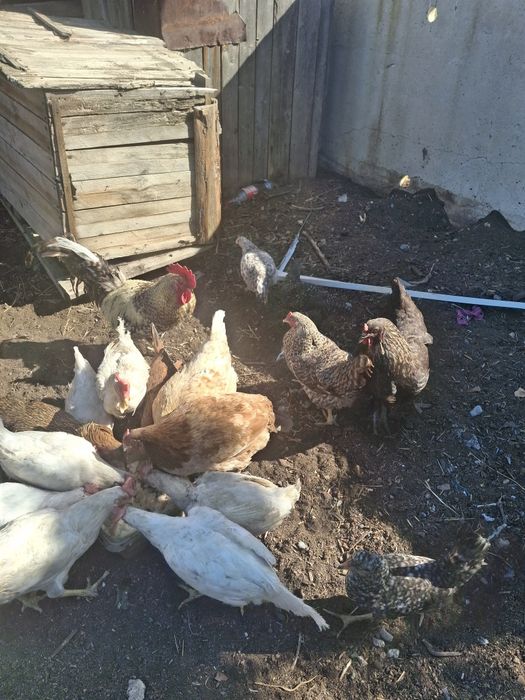 Продаю Домашних куреи