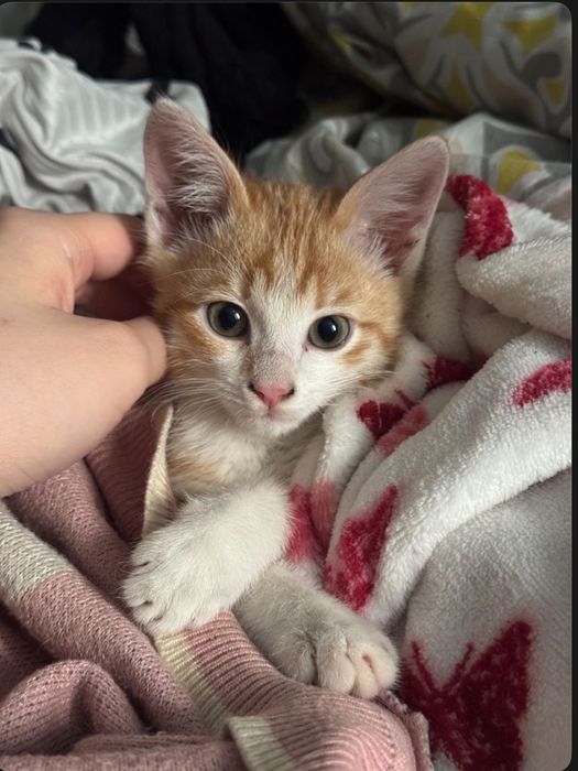 Алматы.Котенок ,мальчик