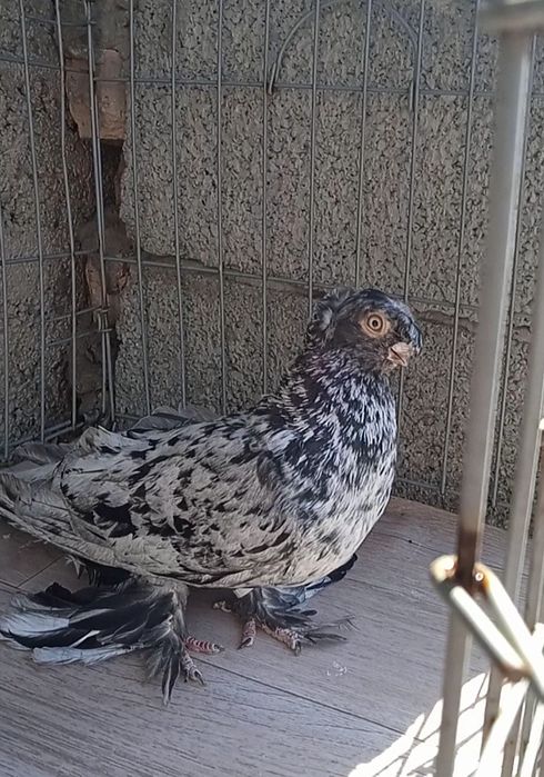 Челкарь самец взрослый