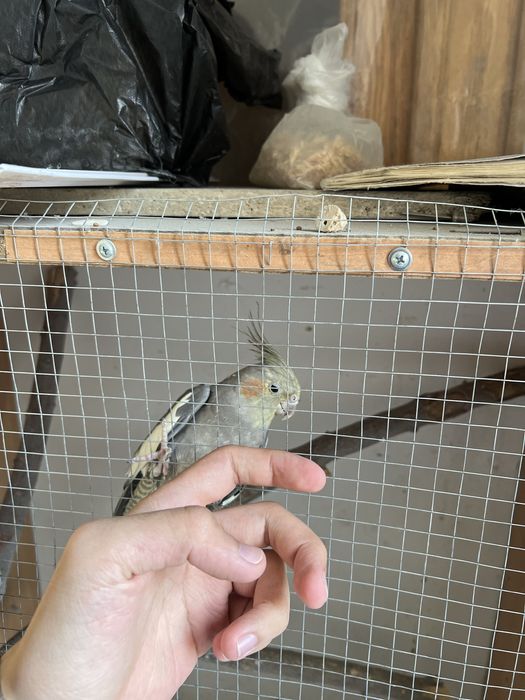 Чиройли Корелла попугай