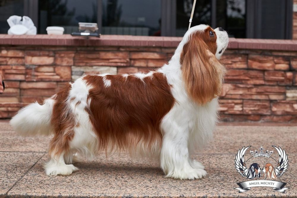 Кавалер Кинг Чарльз Спаниель