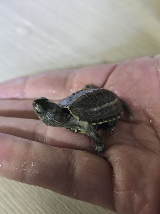 Красноухие черепахи