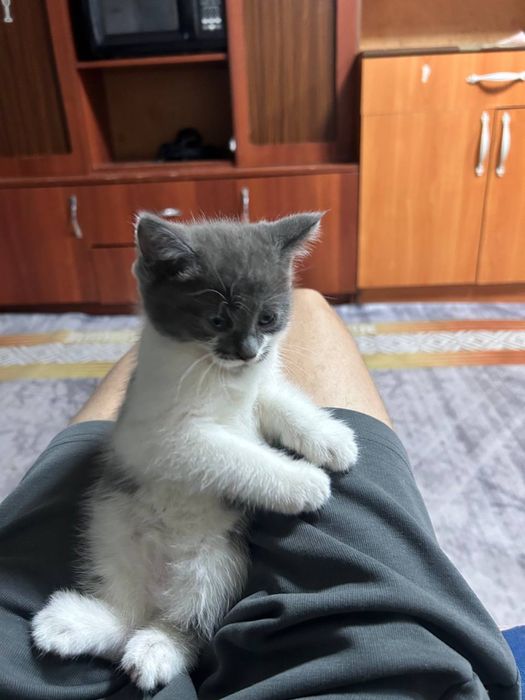 Отдам котенка в добрые руки