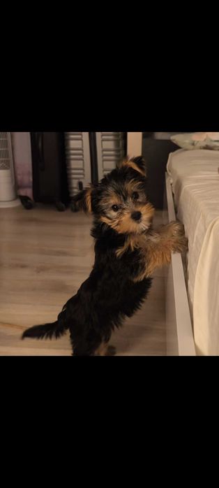 Йоркширски териер на 4мес