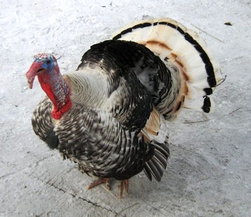 Индюк домашный сотилади