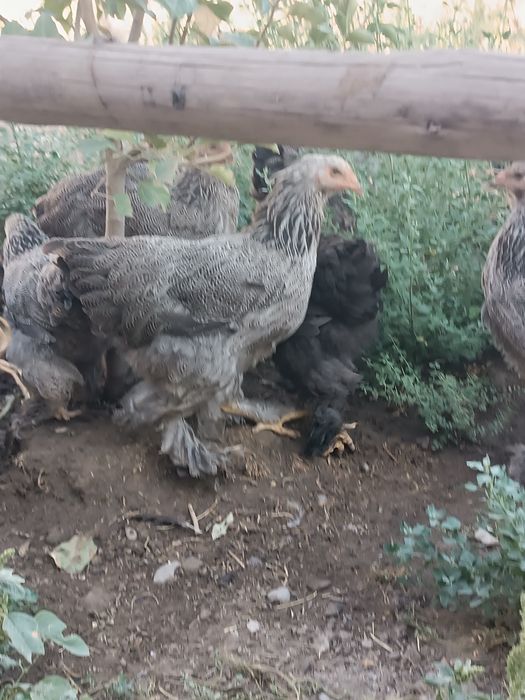 Продам куры тёмный брамма