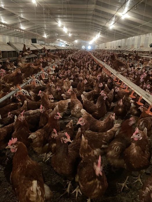 Găini roși ouătoare