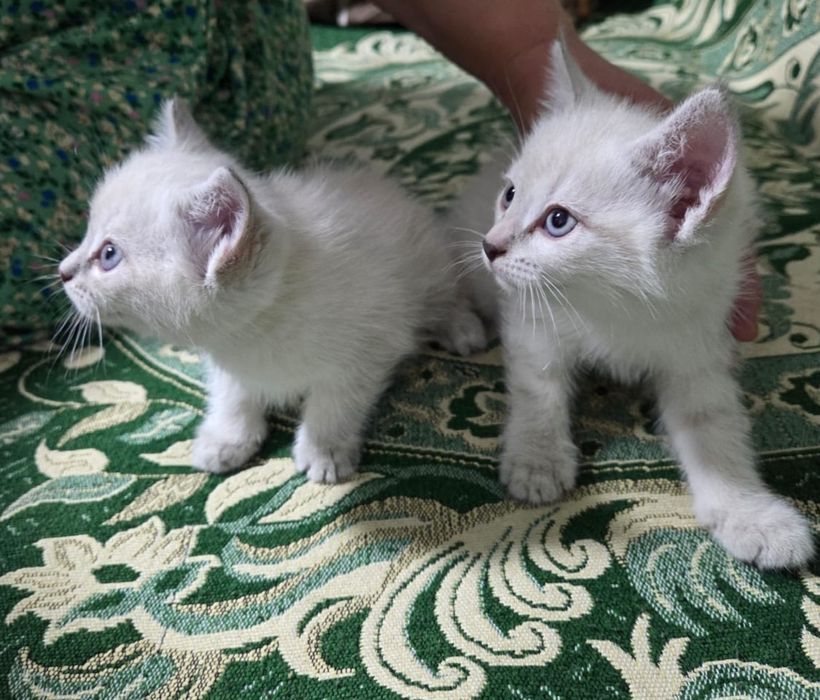 Продаются котята