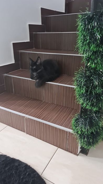 Fetițe Maine Coon cu PEDIGREE