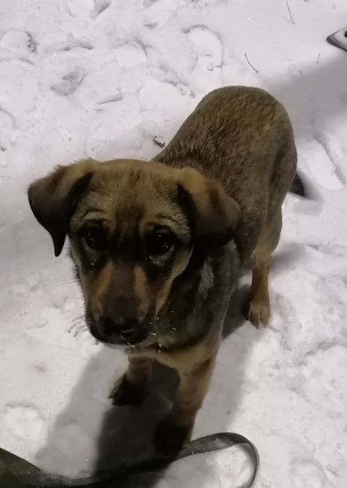 Прелисть очень ищет хозяина Любищего