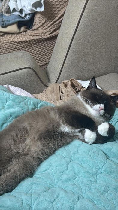 Отдадим кота в добрые руки