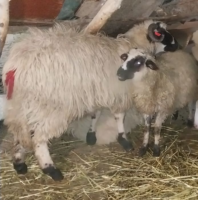 Vând doi berbeci brezi de anul trecut tineri .