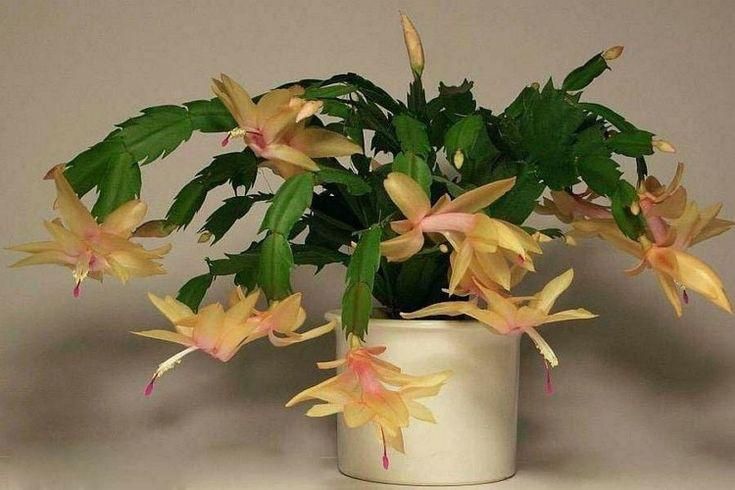 Комнатные растения