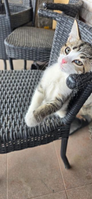 Котенок в добрые руки