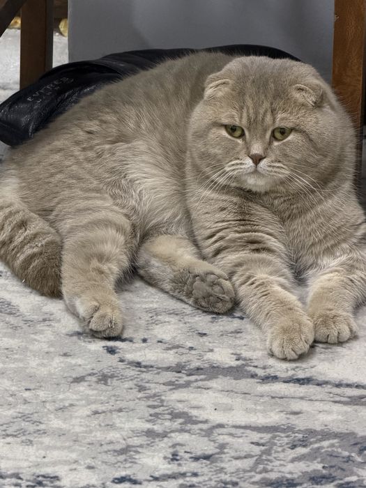 Skoch foold ogil bolla.  Vyaskaga ogil bolla