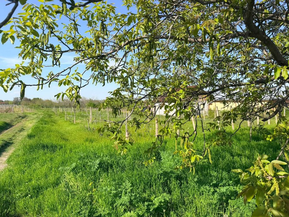 Teren intravilan Cotesti