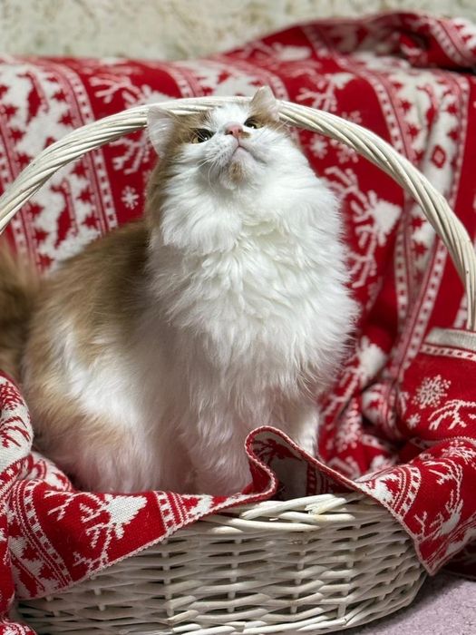 Отдам кота бесплатно