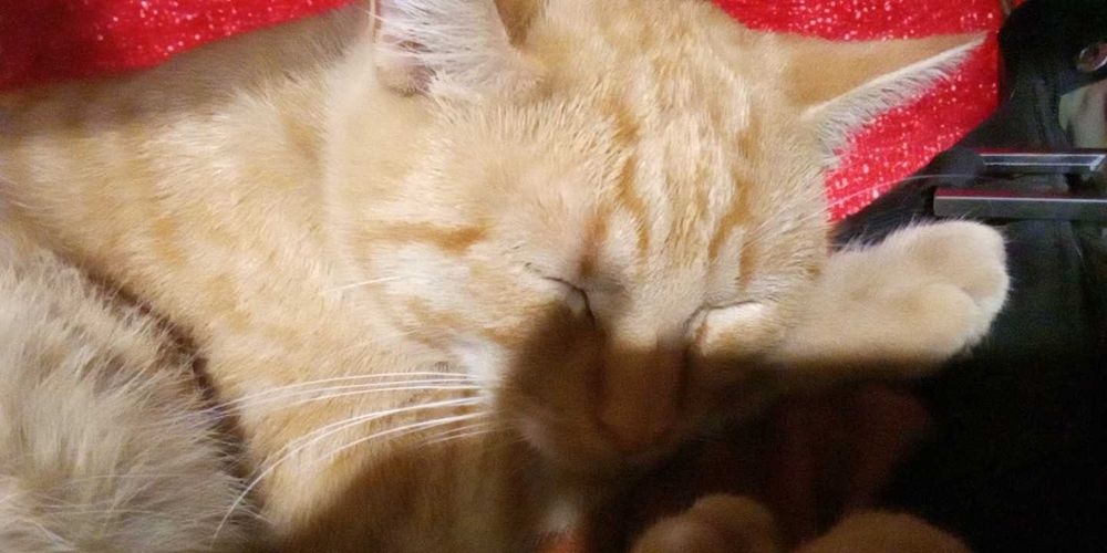 Рижко се подарява