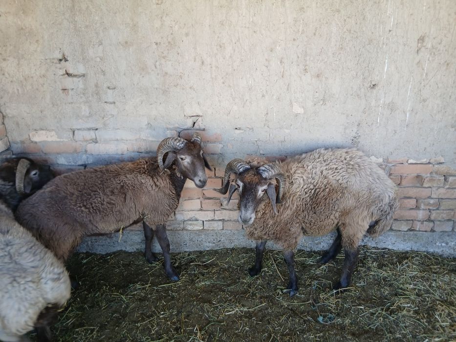 Semiz qo'chqorlar sotiladi