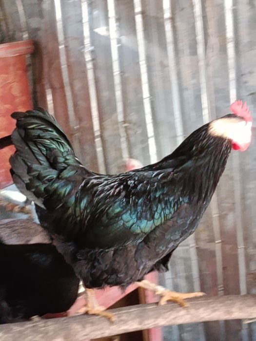 Петух қораз ортаща