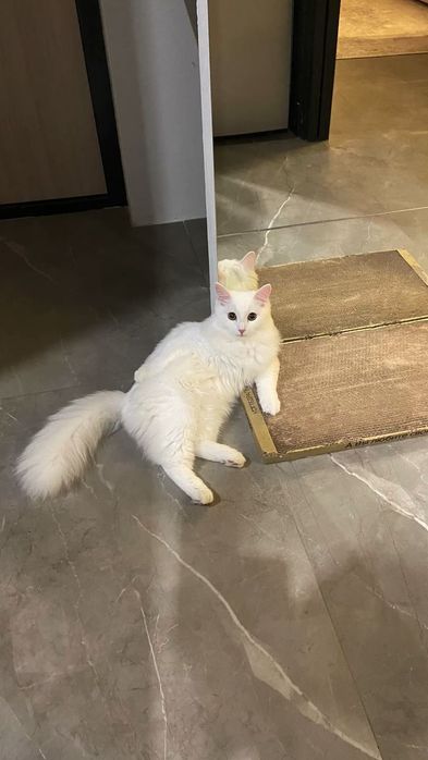 Турецкая Ангора котята