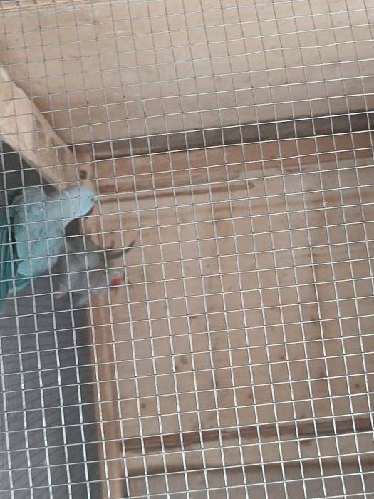 Desfințez papagali gîste canadiene .chochino pitic rațe sălbatice porumbei albi numai albi posta