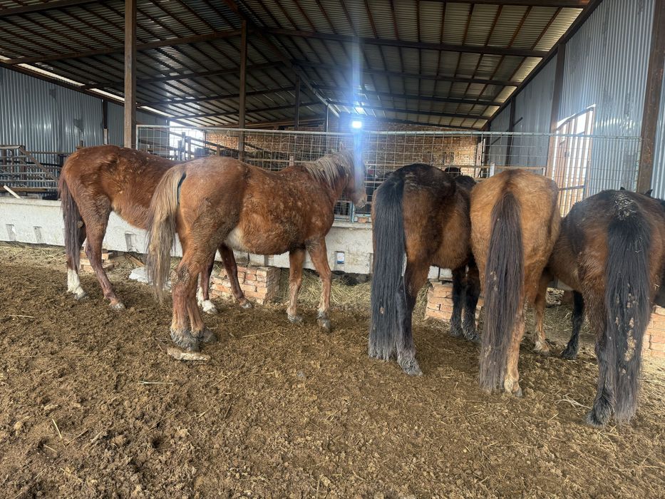 Продам кобыл полукровки бия бие