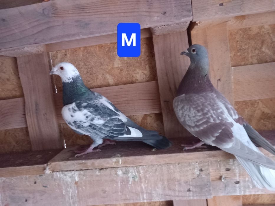 Porumbei voiajori sport