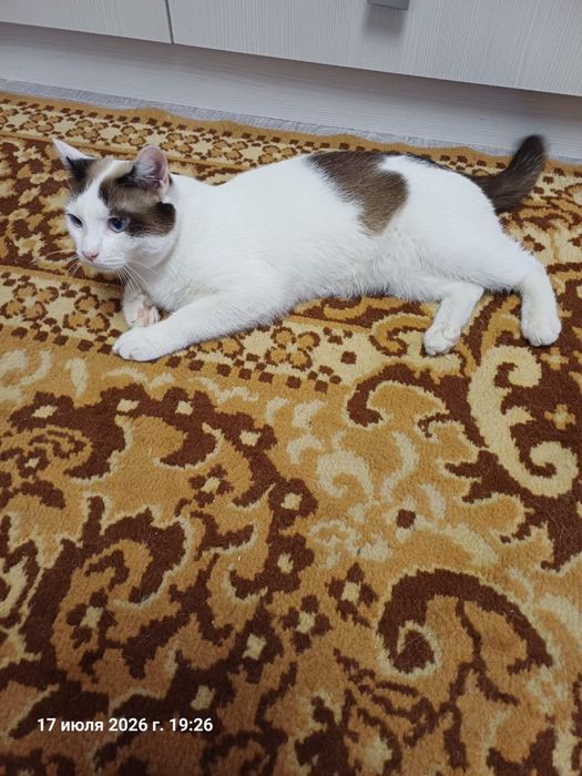 Отдам кота в хорошие руки
