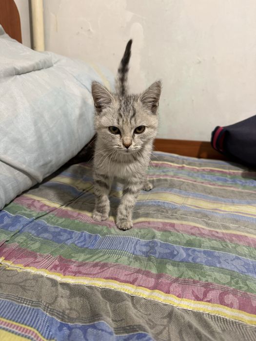 Британский котёнок в добрые руки