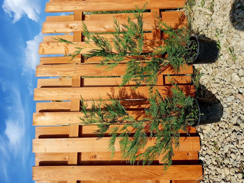 Cupressocyparis Leylandii 60-80 cm gard viu cu crestere rapida