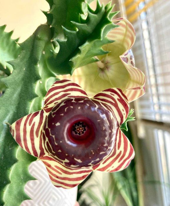 Суккулент Хуэрния Зебрина - красиво цветущий