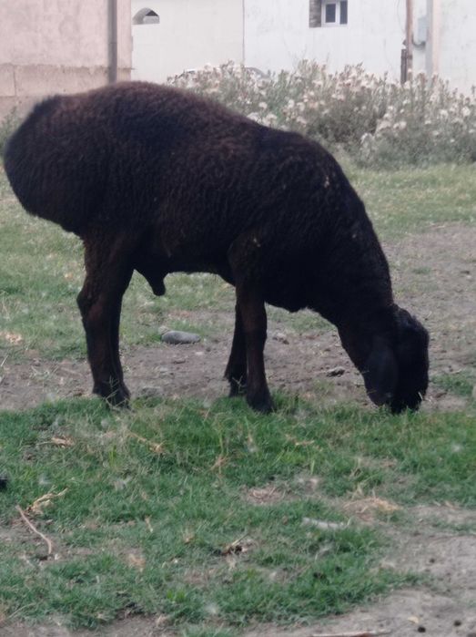 Кузичок ва бузоклар сотилади