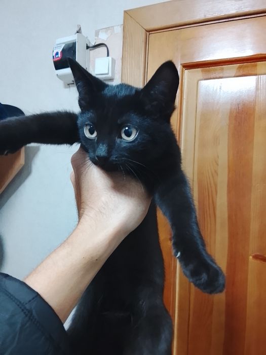 Отдам котят в хорошие руки