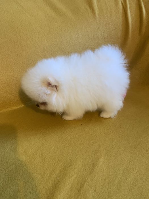 Померан мини померан