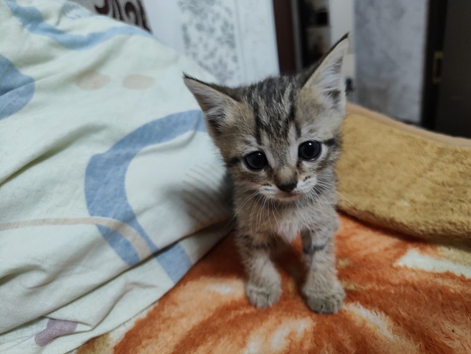 Отдам котят в добрые руки