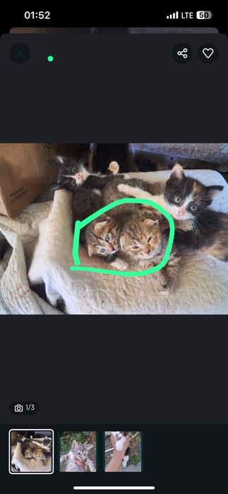 Маленькие Котята