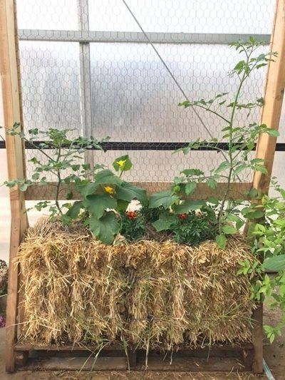 Бали слама за мулчиране, повдигнати лехи. Оборска тор в чувал