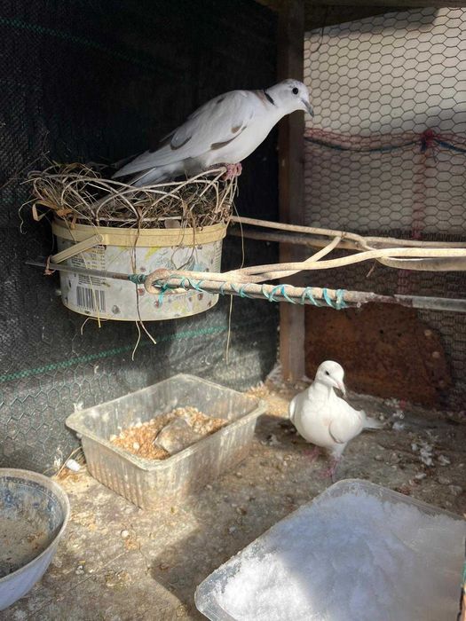 Turturele Razatoare predare personala Pitesti