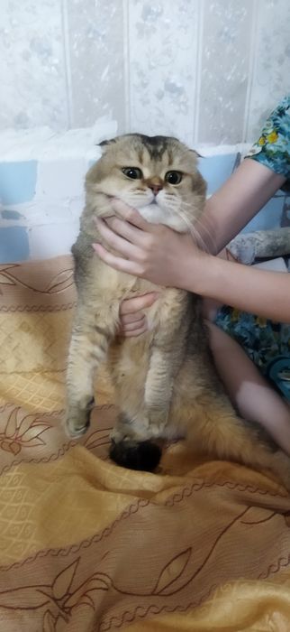 Вязка кота,Mushuklarning juftlashishi